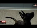 K-9 Unit Grows Decatur Police Department introduces new puppies in training