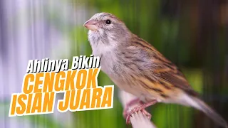 materi mewah dilirik juri masteran kenari isian blackthroat gacor suara jernih auto juara