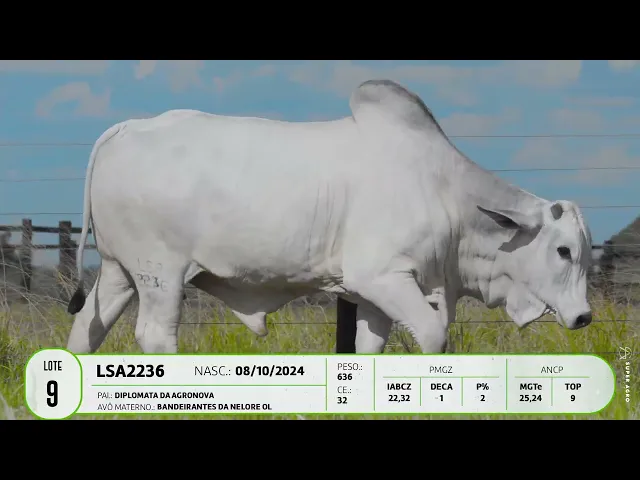 Garrote Nelore LSA - 2236