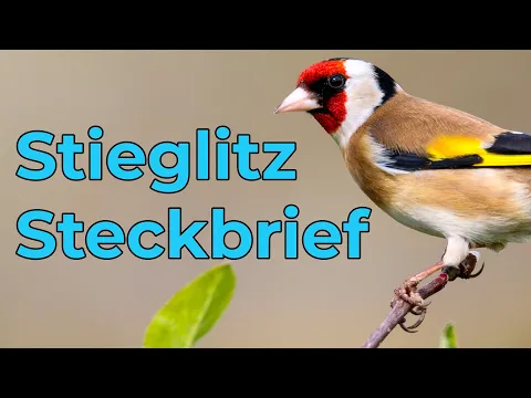 Download MP3 Stieglitz | Steckbrief (Gesang, Aussehen, Lebensweise und mehr)