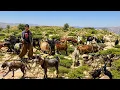 Nomadic Life in the Mountains A Day of Goat Herding and Shepherding in the Zagros Highlands