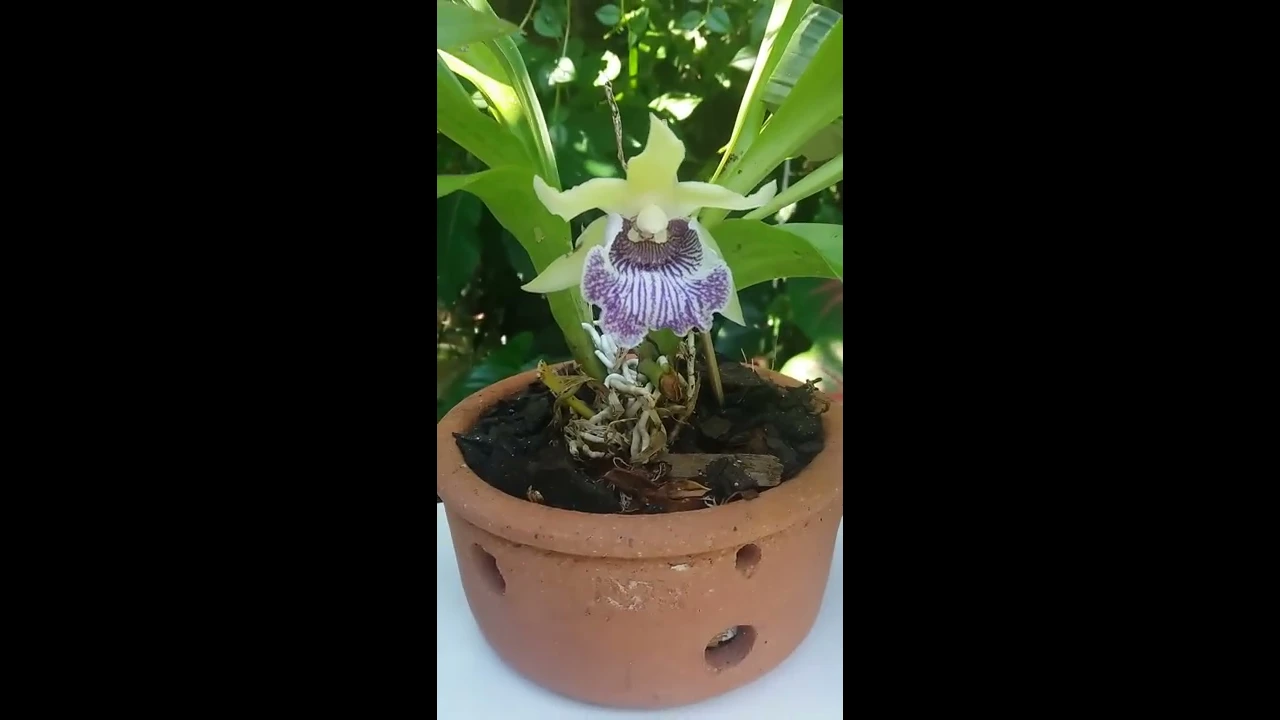 MINHAS ORQUÍDEAS NATIVAS