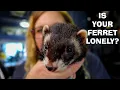 Should You Have More than One Ferret