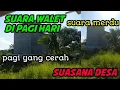 Download Lagu Suara Walet 1jam