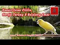 Download Lagu Kenari isian cililin, gereja tarung dan belalang emas, variasi tembakan dan cengkok mewah