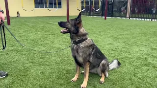 You can t outrun her This Naples school hired a K-9 unit to prevent shooting threats