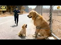 Lagu A Police Officer and his Police Dog rescued a Mother Dog and her Puppy that had been Abandoned