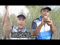Download Lagu Musim anakan burung keluar sarang! Telat dikit auto kosong semua sarangnya