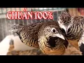 Download Lagu Tiếng Chim Cút Um Chuẩn Nhất  ( CÚT NGHE LÀ MÒ VỀ ) | Cút Um /Tiếng Cút Gọi Bạn