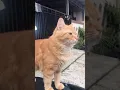 Download Lagu Suara kucing memanggil temannya
