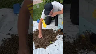 عملية نقل النحل  عملية نقل النحل
