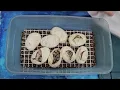 Ball Python Egg Cutting Clutch 2026