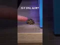 Download Lagu This Snail Jumped out of my Aquarium 🐌😱