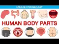Master 145 Human Body Parts in 17 Minutes English Vocabulary with Pictures Exercises