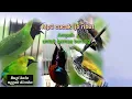 Download Lagu MP3 CUCAK IJO RIBUT...AMPUH UNTUK SEMUA BURUNG HUTAN..COBA BUKTIKAN KALO GAK PERCAYA