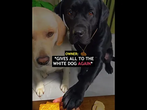 The Kindest Dog Brotherπ
