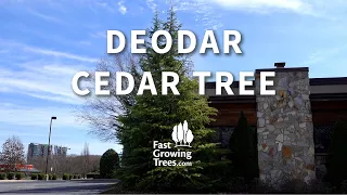 Deodar Cedar Tree YouTube Video Banner