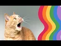 How Cats See the World Understanding Their Vision