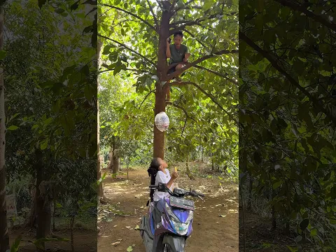 Ayuda nolongin sinyai hampir tertimpa durian