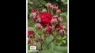 محبوبي ايمان محرزي 