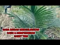 Download Lagu CARA CEPAT MERAWAT SAWIT BARU TANAM AGAR TUMBUH BESAR DAN MENGHIJAU