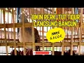 Download Lagu MASTERAN SUARA PERKUTUT BANGKOK JUARA DURASI PANJANG