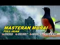 Lagu 🔴 LIVE 22 - Masteran Murai Batu Pagi Hari Full Isian Tembakan Kasar Cocok buat Murai Trotol - Pastol