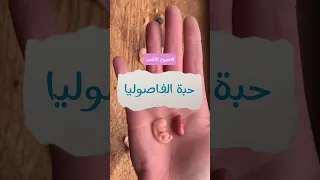 تطور شكل الجنين من الاسبوع الخامس للاسبوع الثاني عشر مع ماما رشيدة دندنها
