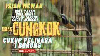 cungkok gacor isian mewah roll tembak panjang roll kunti gereja tarung jenggot masteran terbaik