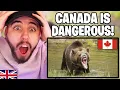Download Lagu Brit Reacts to the Animals of Canada!