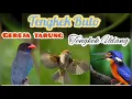 Download Lagu Tengkek Buto Tengkek Udang Gereja Tarung Gacor