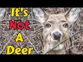 The Not-Deer The Mysteries of This Eerie Cryptid