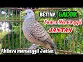 Download Lagu SUARA BETINA FULL MEMANGGIL~PERKUTUT BETINA MEMANGGIL JANTAN - The female turtle dove calls the male