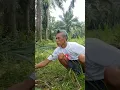 Download Lagu Old man pretty #song #ngaret #lucu #shortvideo #funny
