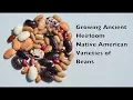 Download Lagu Growing Heirloom Varieties of Beans. Ancient Native American Food Crop.