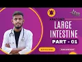 Download Lagu Large Intestine |Anatomy, Parts, Functions \u0026 Clinical Significance |Zaber Shayokh | Pulse syndicate 