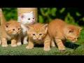 Download Lagu Sweet Baby Kitten Meows Alone – Until Puppies, Fish \u0026 Chicks Bring Her Joy!