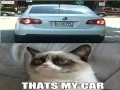 Grumpy Cat Memes Top 50 Funny Cats Best Cat Compilation