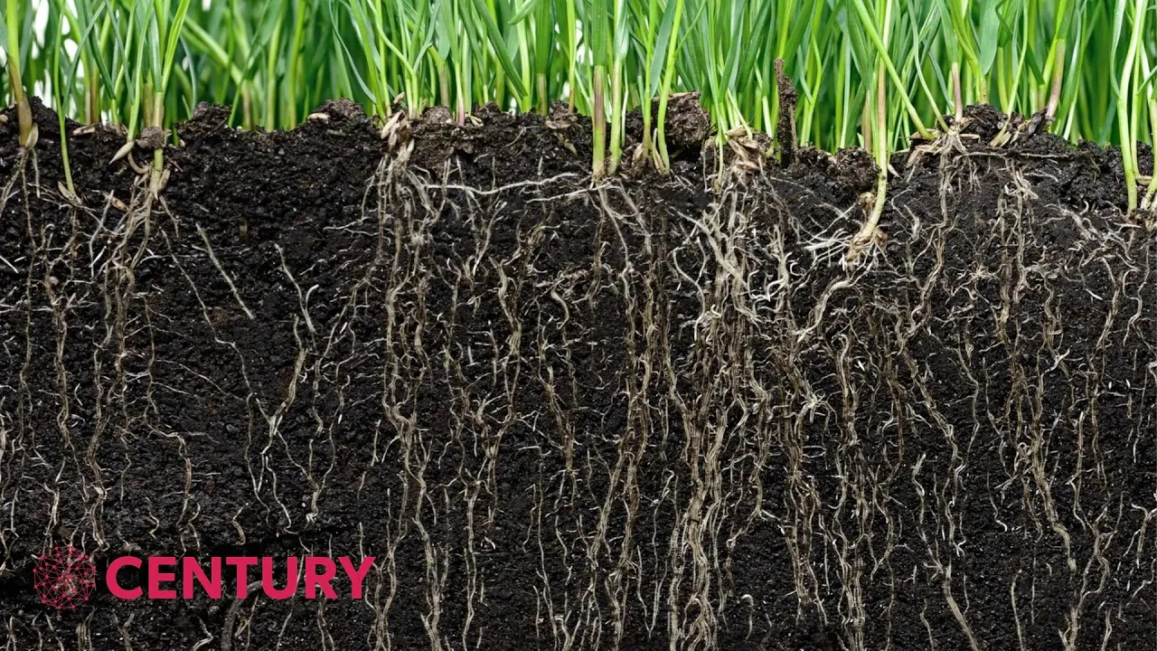Plant Roots: Absorbing Water & Minerals | Biology