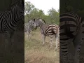 Download Lagu #zebra