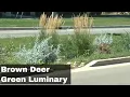 Brown Deer Green Luminary Award