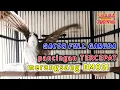 Download Lagu TRUCUKAN MANA YANG GAK TERPANCING DENGAN TRUCUK GACOR FULL GARUDA INI