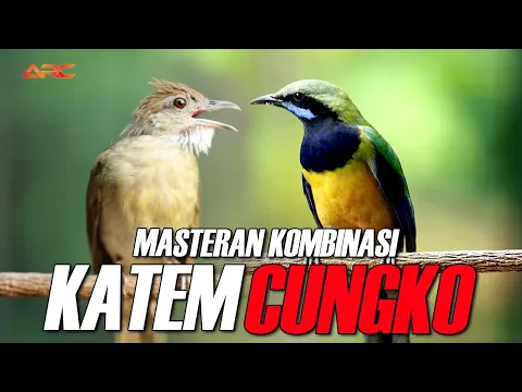 Download MP3 MASTERAN KAPAS TEMBAK DAN CUNGKO SUPER NGEBREN RAPET