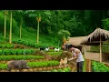 Download Lagu CEO leaves city for forest: Renovates old house, Finds freedom in nature .