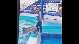 أغنية أضحك يا ابو على ولعب الدولفين واشتركوا مع سعادة وحياة دندنها