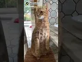 Download Lagu klo kucing dengar suara jaman mesir kuno