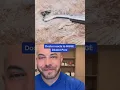 Doctor reacts to massive dilated pore