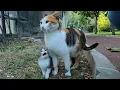 Kitten asking milk from her mommy