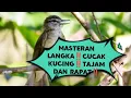 Download Lagu MASTERAN LANGKA‼️CUCAK KUCING‼️TAJAM,RAPAT,DURASI