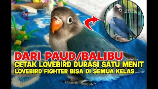 Download Tips Mencetak Lovebird Fighter Durasi 1 menit Up dari Balibu ! KNA BF Surabaya MP3